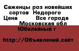 Саженцы роз новейших сортов. Недорого. › Цена ­ 350 - Все города  »    . Московская обл.,Юбилейный г.